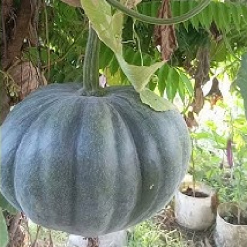 Pumpkin (മത്തങ്ങ)