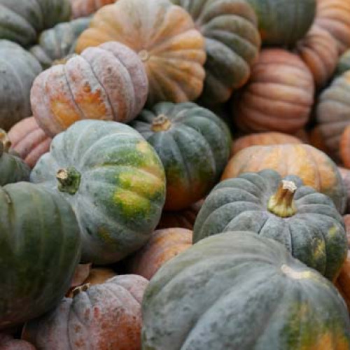 Pumpkin (മത്തങ്ങ)
