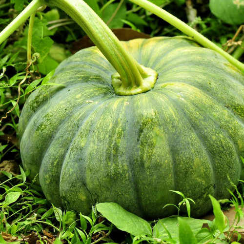 Pumpkin (മത്തങ്ങ)