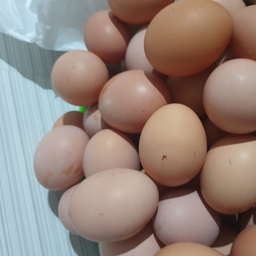Chicken Eggs (കോഴിമുട്ട)
