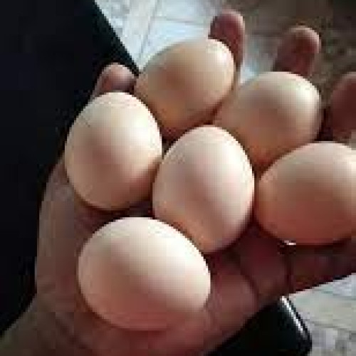 Chicken Eggs (കോഴിമുട്ട)