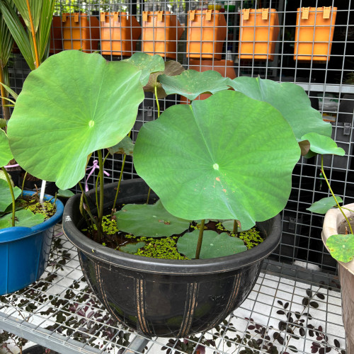 Lotus (താമര)