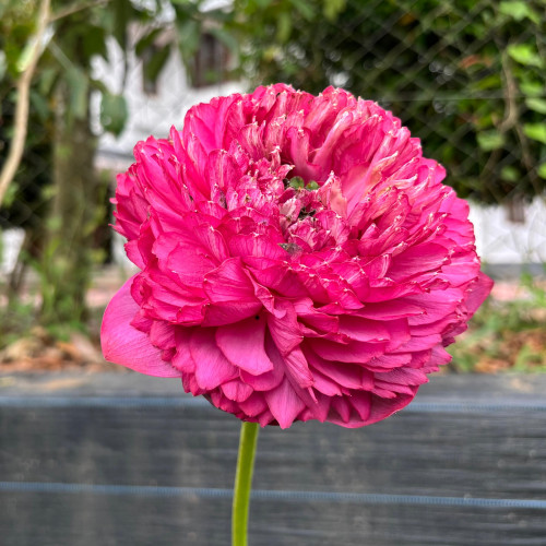 Lotus (താമര)