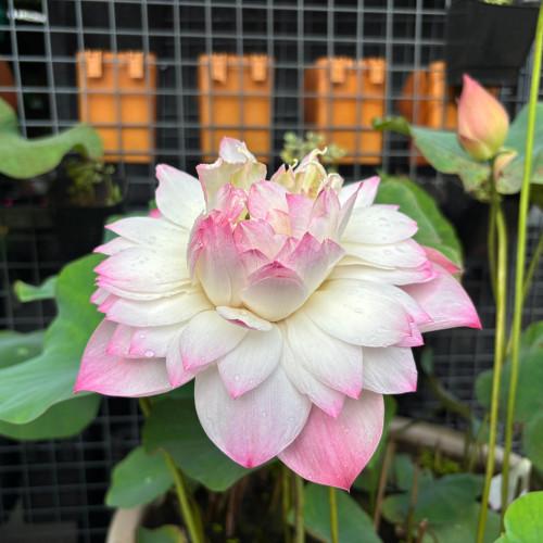 Lotus (താമര)