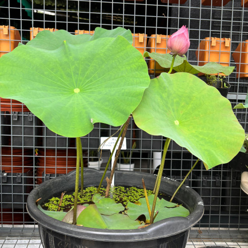 Lotus (താമര)