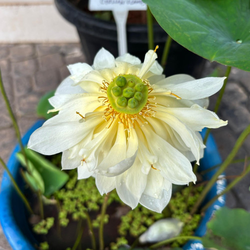 Lotus (താമര)
