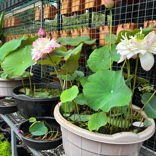Lotus (താമര)