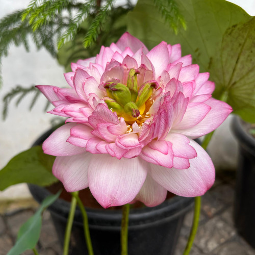 Lotus (താമര)
