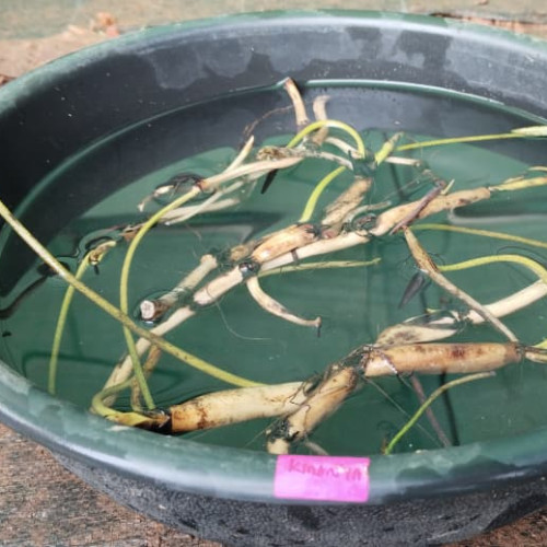 Lotus (താമര)