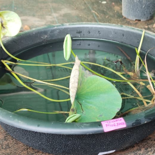 Lotus (താമര)