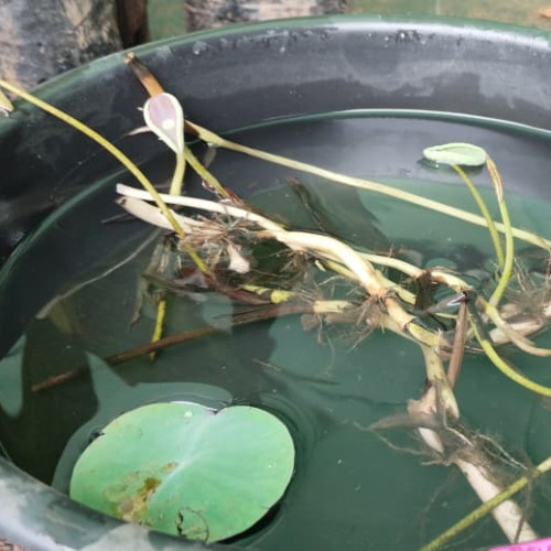 Lotus (താമര)