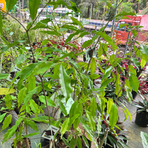 Agarwood (ഊദ്)