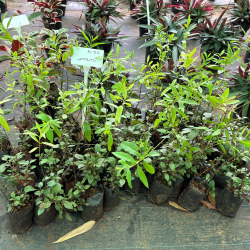 Sandalwood (ചന്ദനം)
