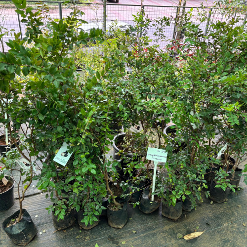 Jaboticaba (മരമുന്തിരി)