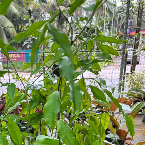 Agarwood (ഊദ്)