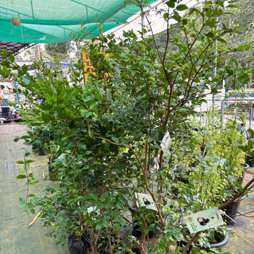 Jaboticaba (മരമുന്തിരി)