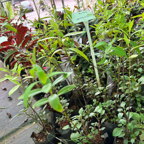 Sandalwood (ചന്ദനം)