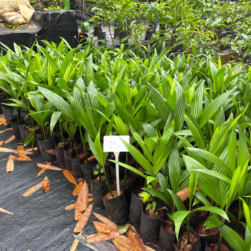Arecanut Plant (അടക്ക)