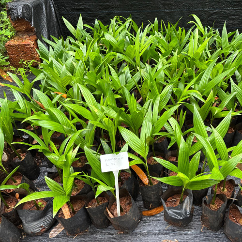 Arecanut Plant (അടക്ക)