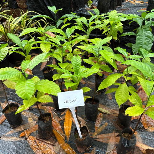 Coffee Plant (കാപ്പി)