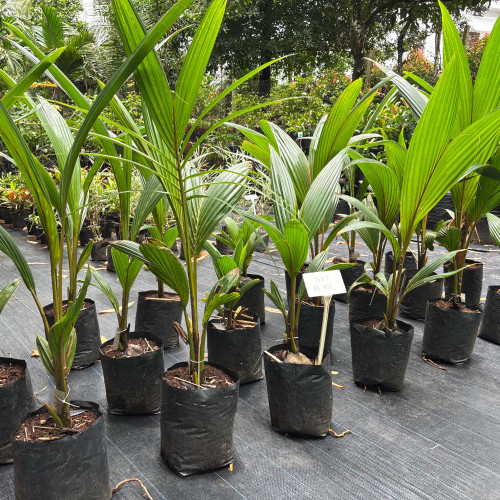 Cocounut Plant (തെങ്ങ്)
