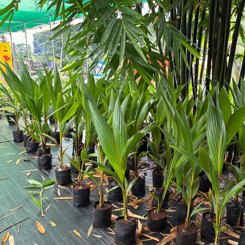 Cocounut Plant (തെങ്ങ്)