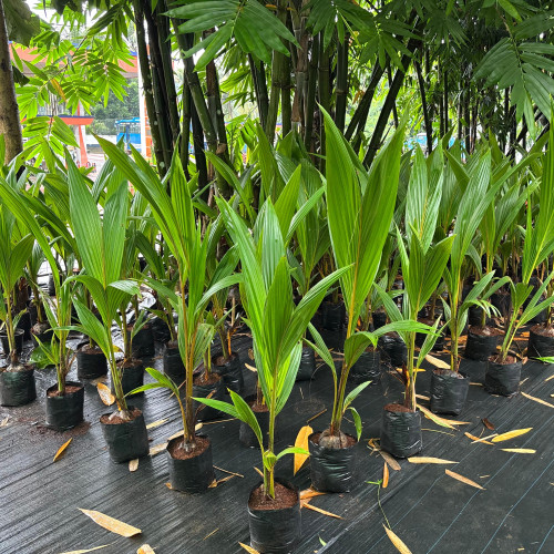 Cocounut Plant (തെങ്ങ്)