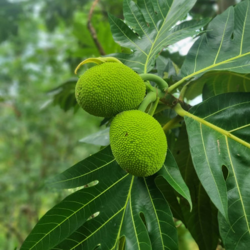 Kadachakka (കടച്ചക്ക)