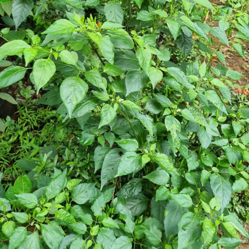 Kanthari (കാന്താരി)
