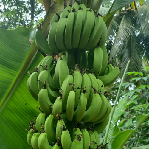 Banana (വാഴപ്പഴം)
