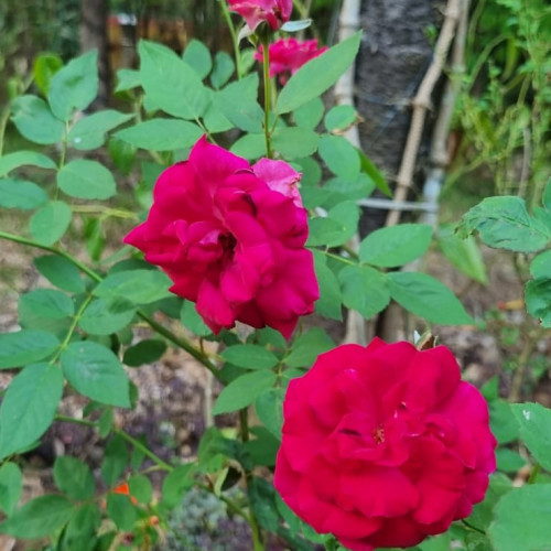 Roses