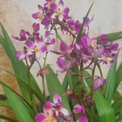 Orchids