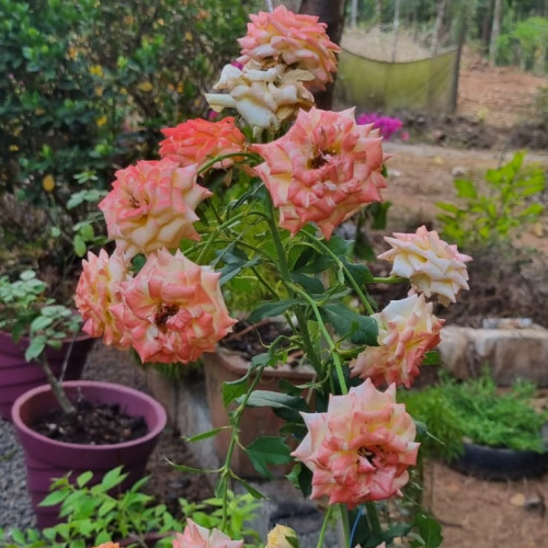 Roses