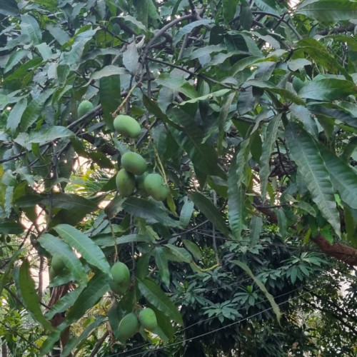 Mango