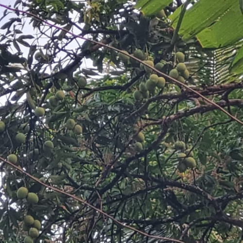 Mango