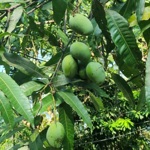 Mango