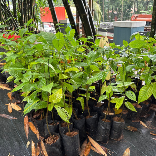 Cocoa (കൊക്കോ)