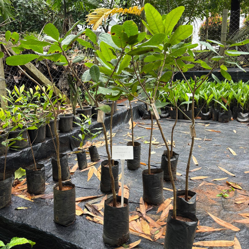 Cashew Plant (കശുമാവ്)