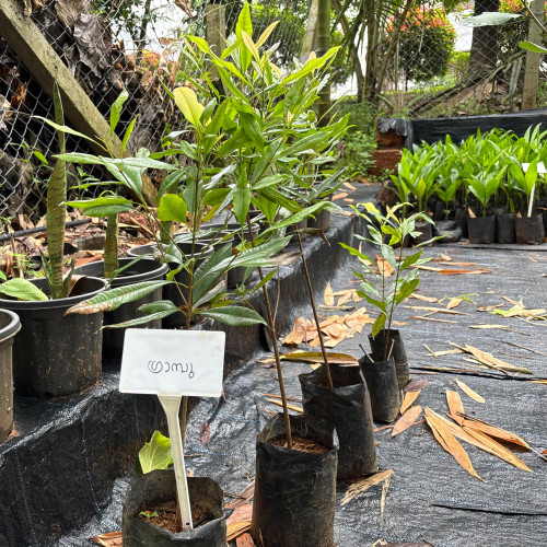 Clove Plant (ഗ്രാമ്പൂ)