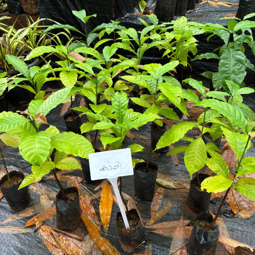 Teak (തേക്ക്)