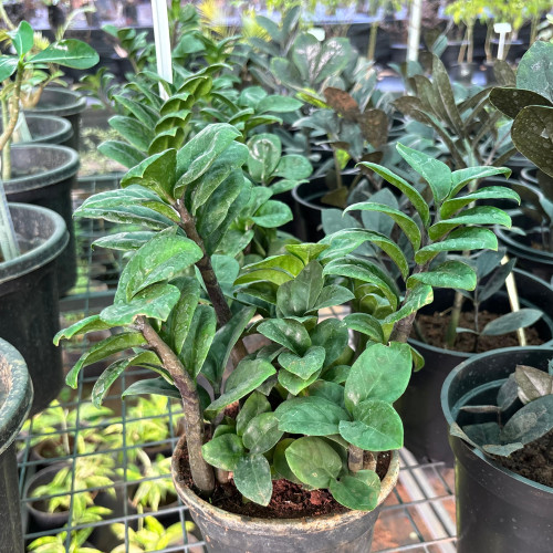 zz plant (Calcutta Samia)