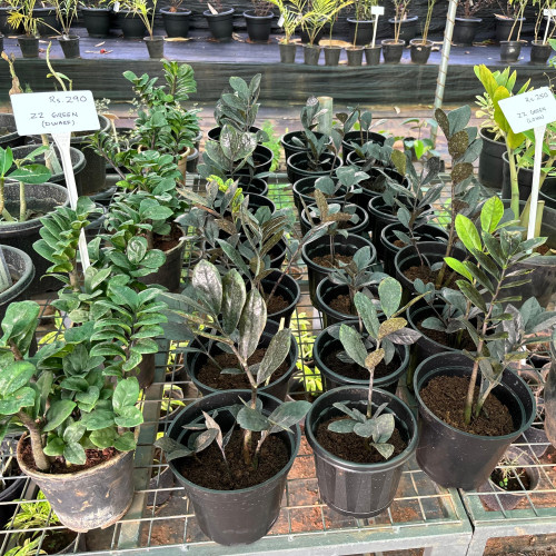 zz plant (Calcutta Samia)