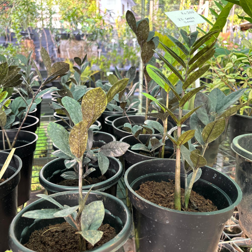 zz plant (Calcutta Samia)