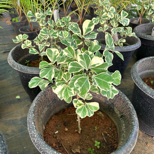 Ficus Triangularis