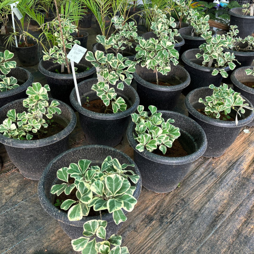 Ficus Triangularis