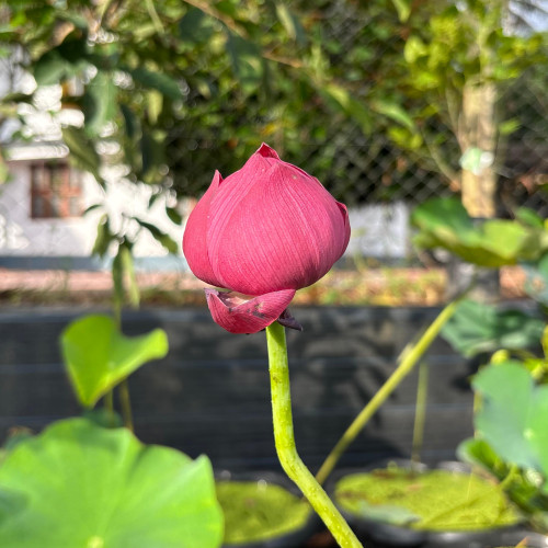 Lotus (താമര)