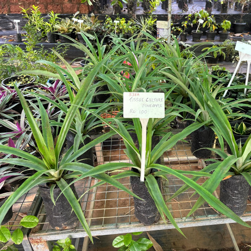 Pineapple (കൈതച്ചക്ക)