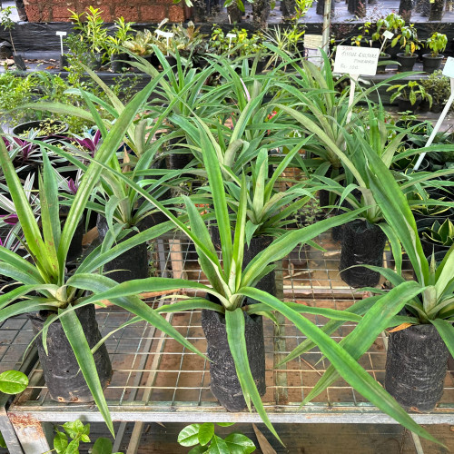 Pineapple (കൈതച്ചക്ക)