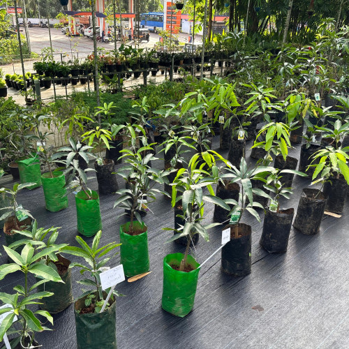 Mango (മാവ്)