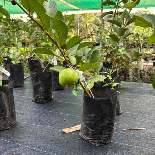 Guava (പേര)